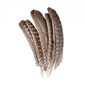 Wild Turkey Feathers
