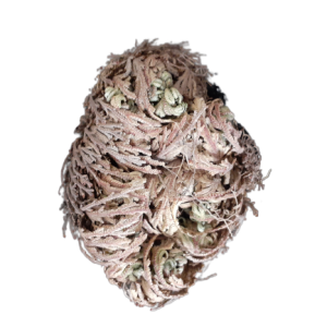 Rose of Jericho for prosperity